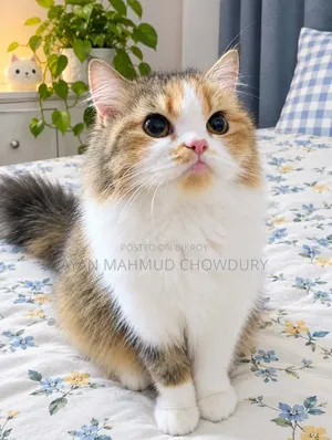 1+ year Female Purebred Persian