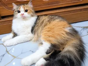 1+ year Female Purebred Persian