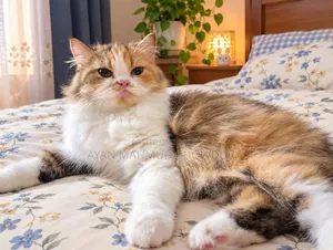1+ year Female Purebred Persian