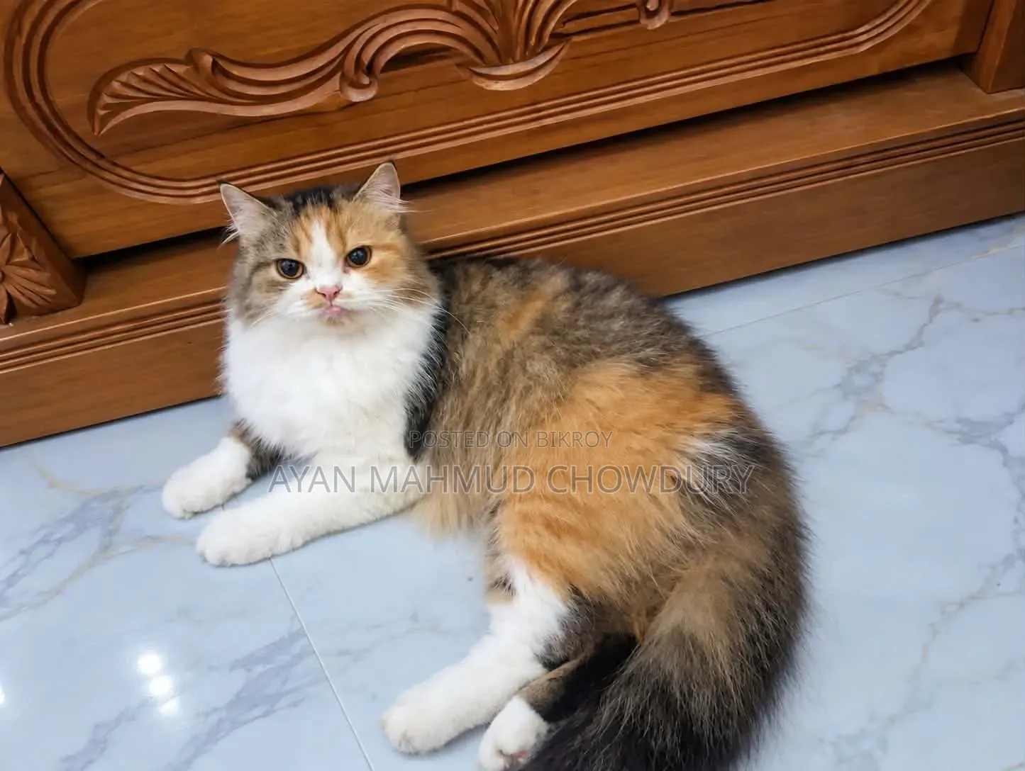 1+ year Female Purebred Persian