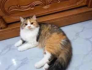 1+ year Female Purebred Persian