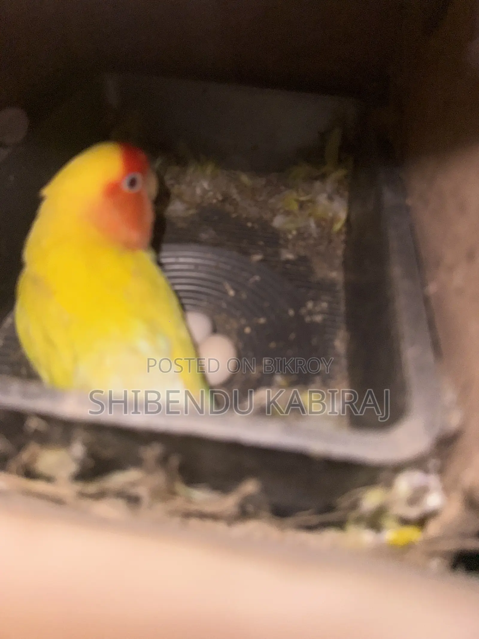 Cockatiel and Lovebird Sale
