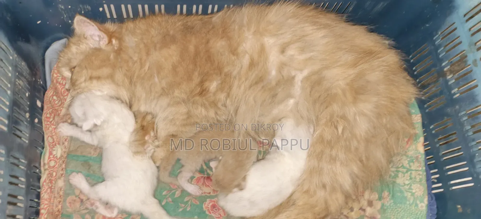 1+ year Female Purebred Persian