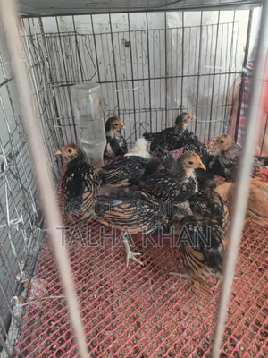 Golden Sebright Chicken. 1 Pair