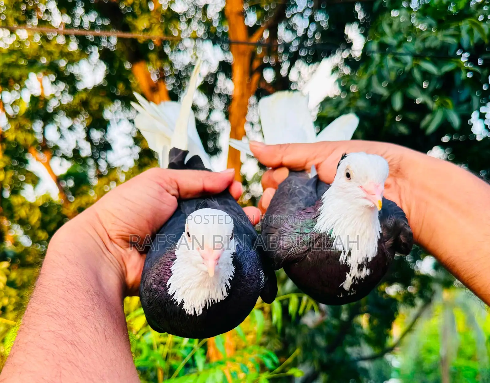 1 Pair Pigeon