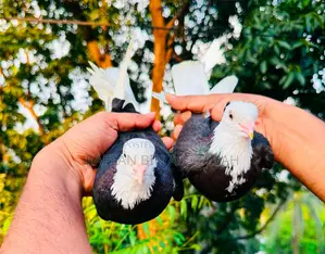 1 Pair Pigeon