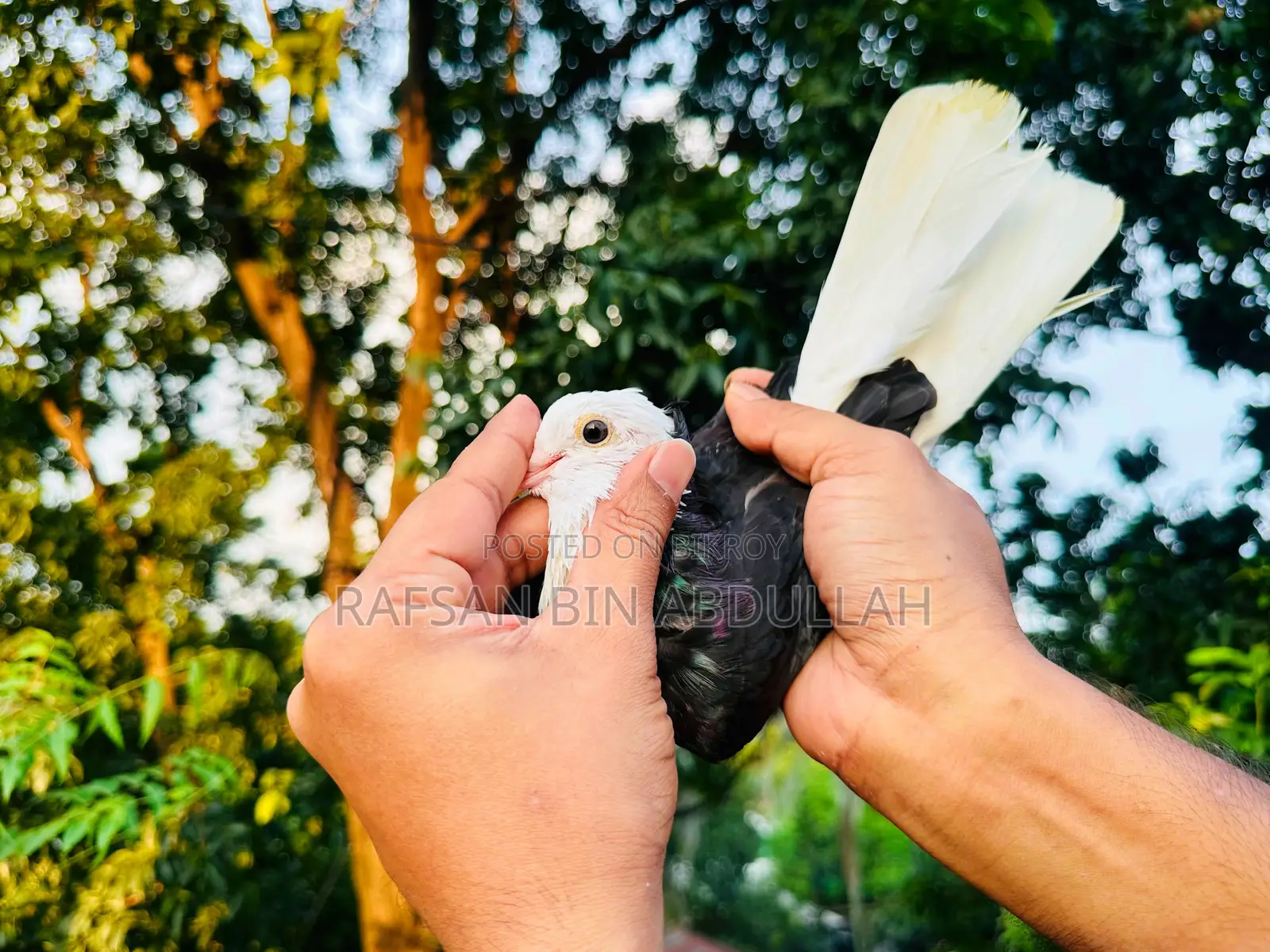 1 Pair Pigeon