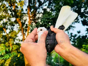 1 Pair Pigeon