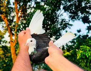 1 Pair Pigeon
