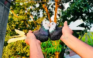 1 Pair Pigeon