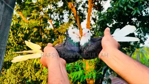 1 Pair Pigeon
