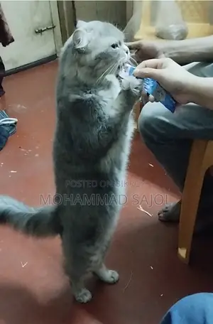 1+ year Male Purebred Persian
