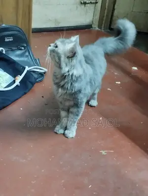 1+ year Male Purebred Persian