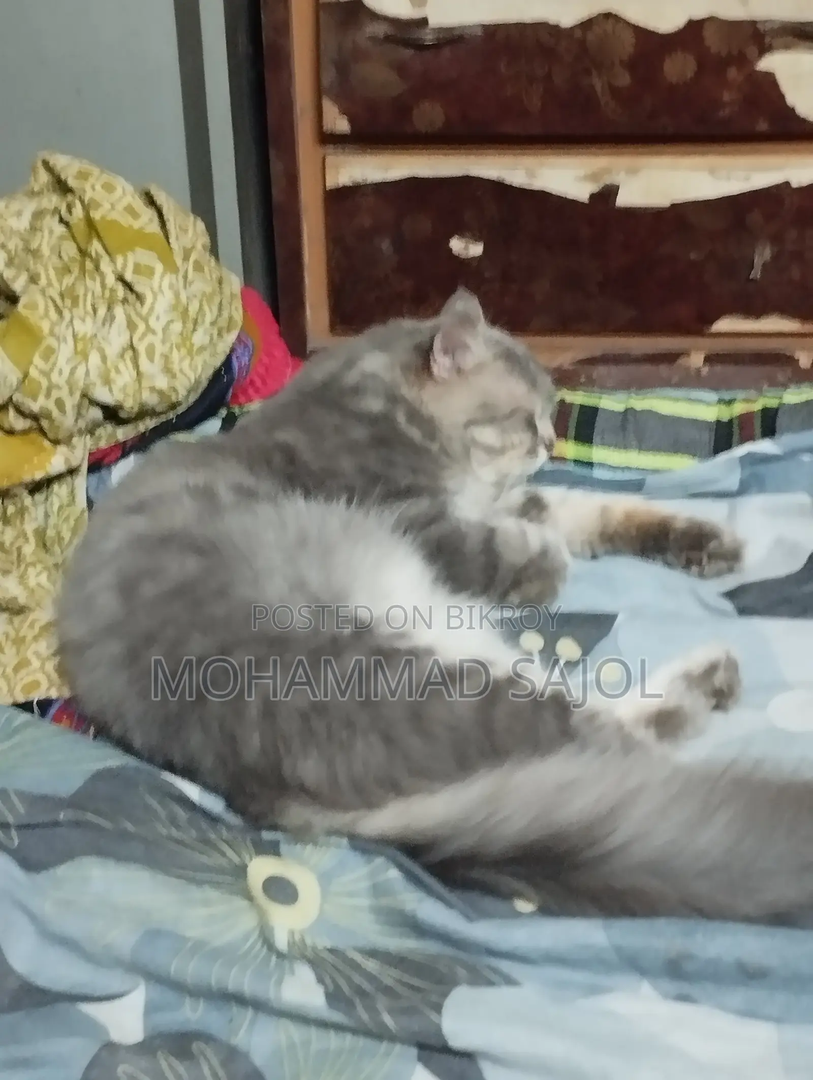 1+ year Male Purebred Persian