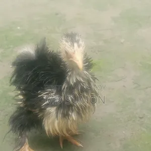 One Fayoumi Chick for Sale