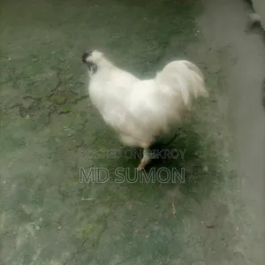 Silkie Chicken Running Male For Sale