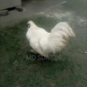 Silkie Chicken Running Male For Sale