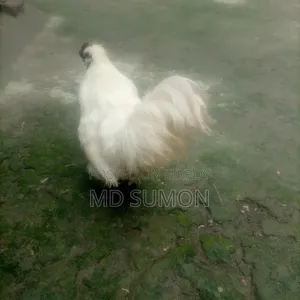 Silkie Chicken Running Male For Sale