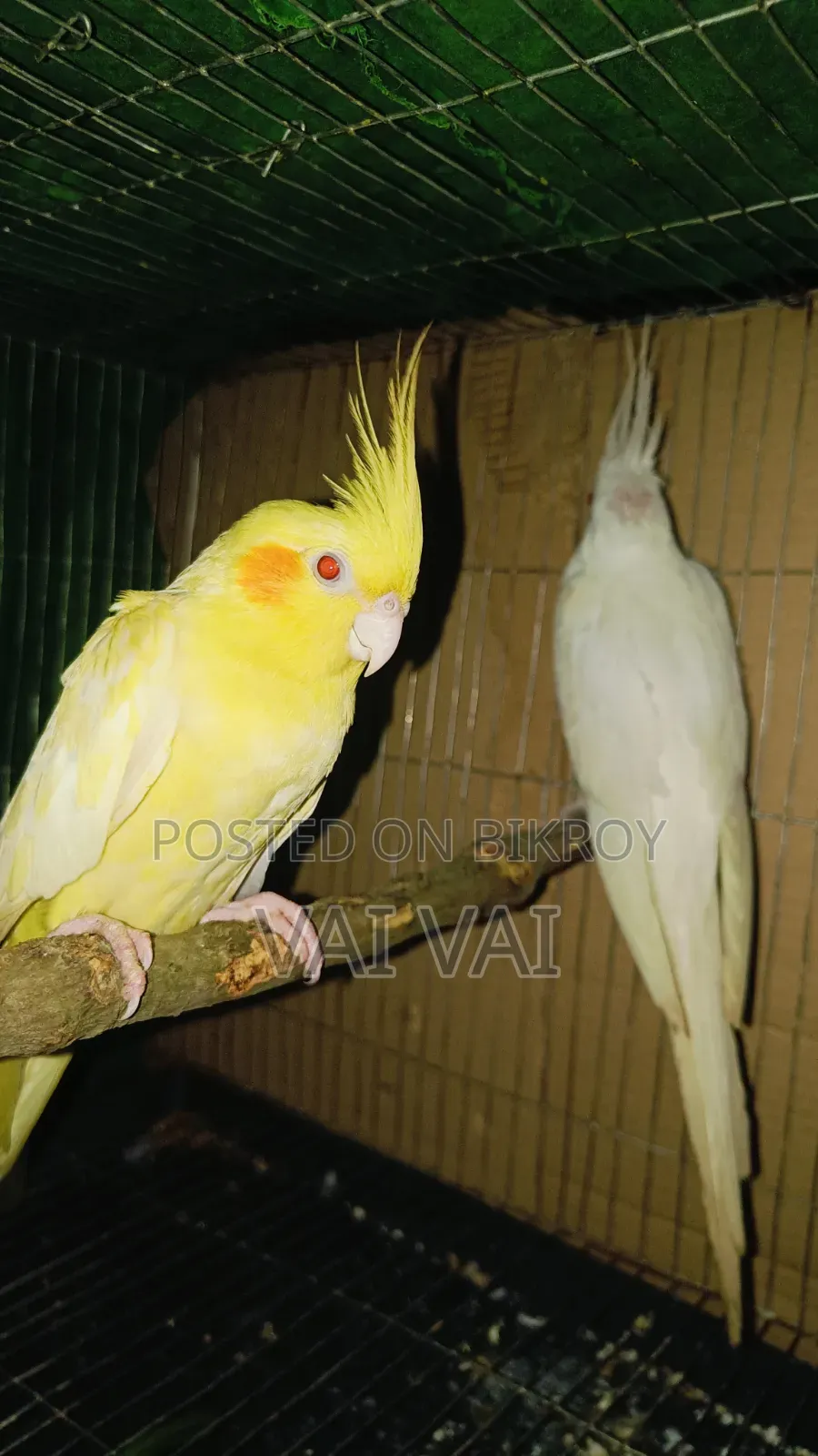 Cockatiel Breeding Pair