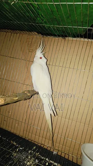 Cockatiel Breeding Pair