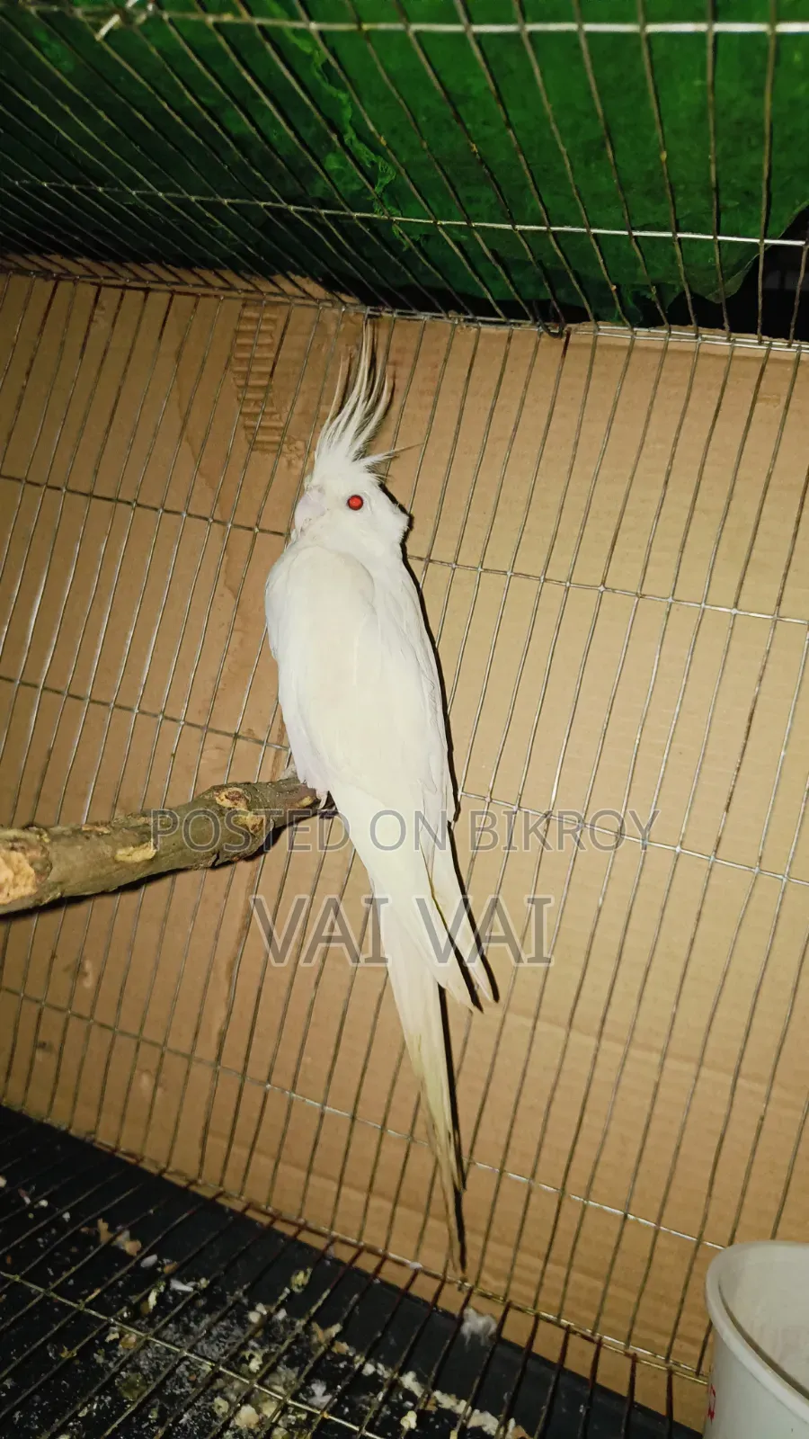 Cockatiel Breeding Pair