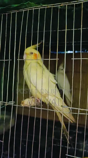 Cockatiel Breeding Pair