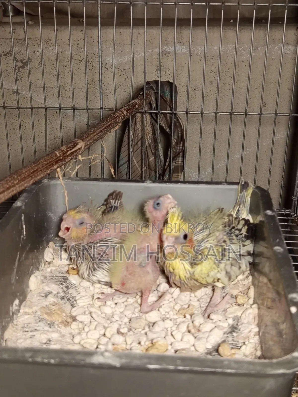 টেম করা ককাটেল বেবি বিক্রি হবে ইনশাআল্লাহ