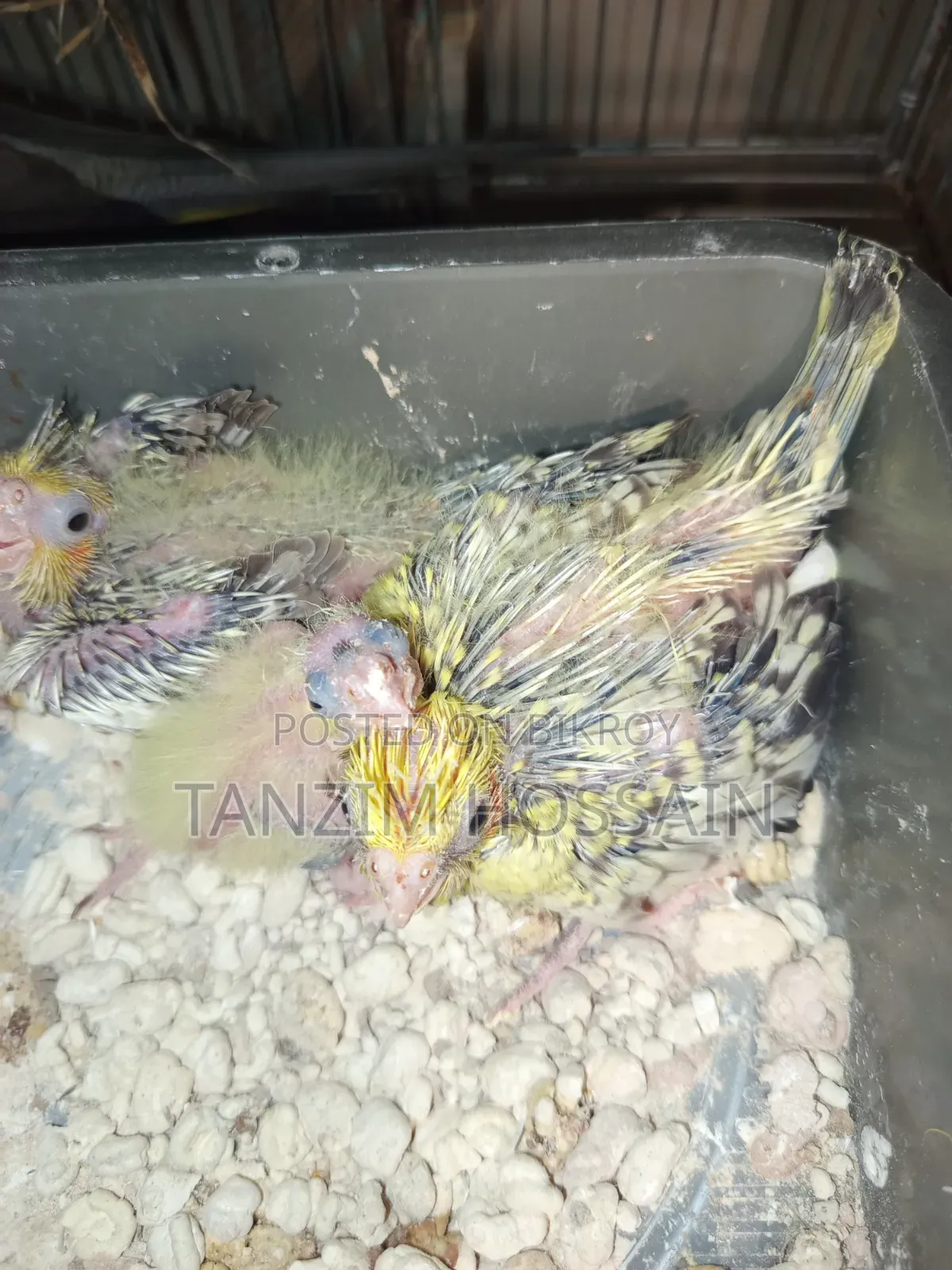 টেম করা ককাটেল বেবি বিক্রি হবে ইনশাআল্লাহ