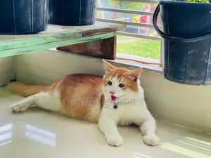 3-6 months Male Purebred Persian