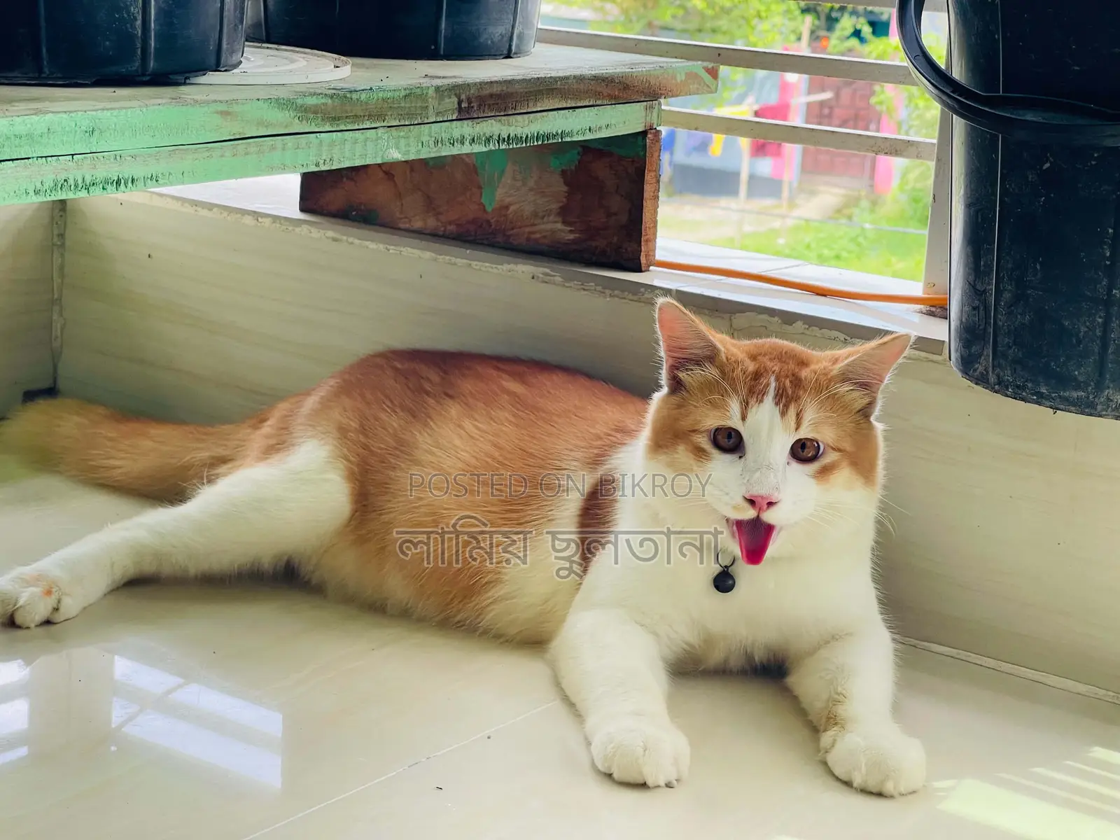 3-6 months Male Purebred Persian