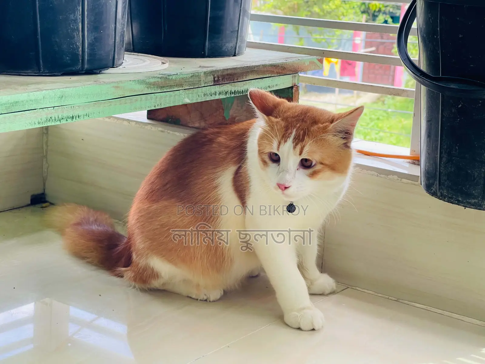 3-6 months Male Purebred Persian