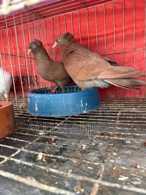 Red Bombay Pair