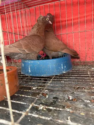 Red Bombay Pair