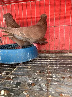 Red Bombay Pair