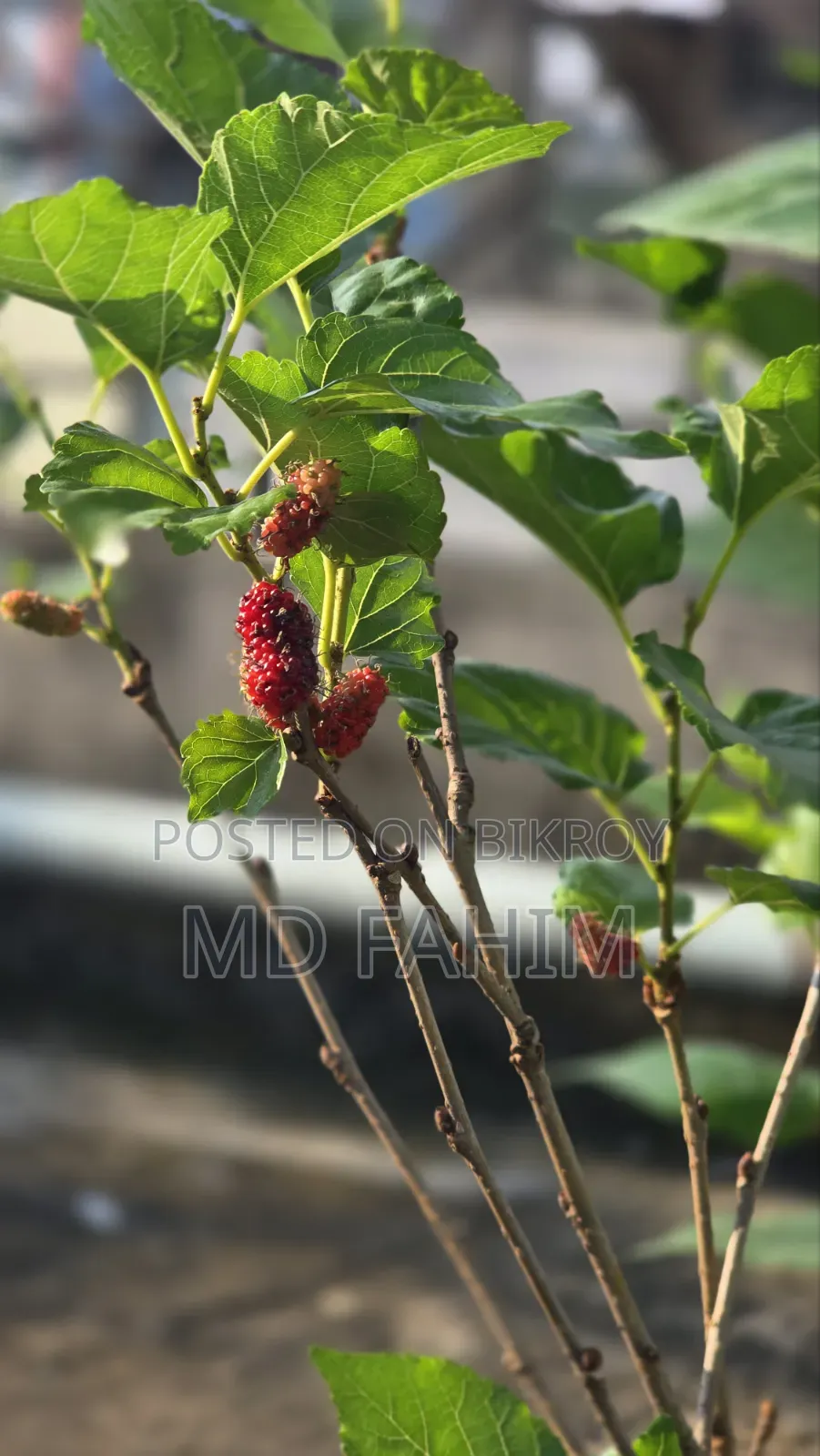 মালবেরি চারা গাছ