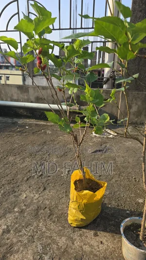 মালবেরি চারা গাছ
