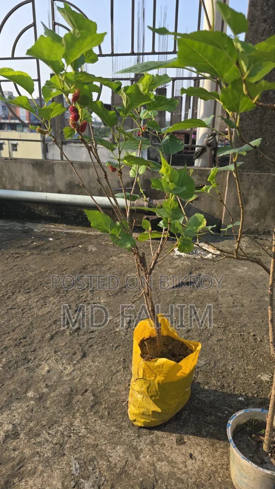 মালবেরি চারা গাছ