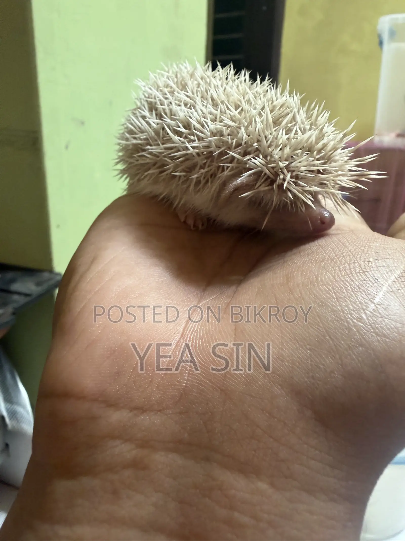 Hedgehog at a Very Low Price