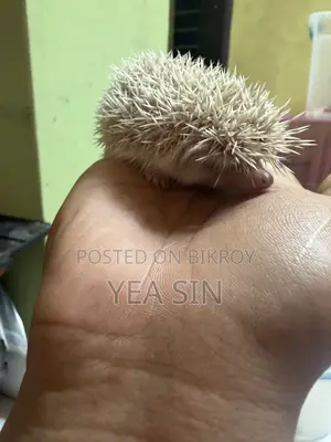 Hedgehog at a Very Low Price