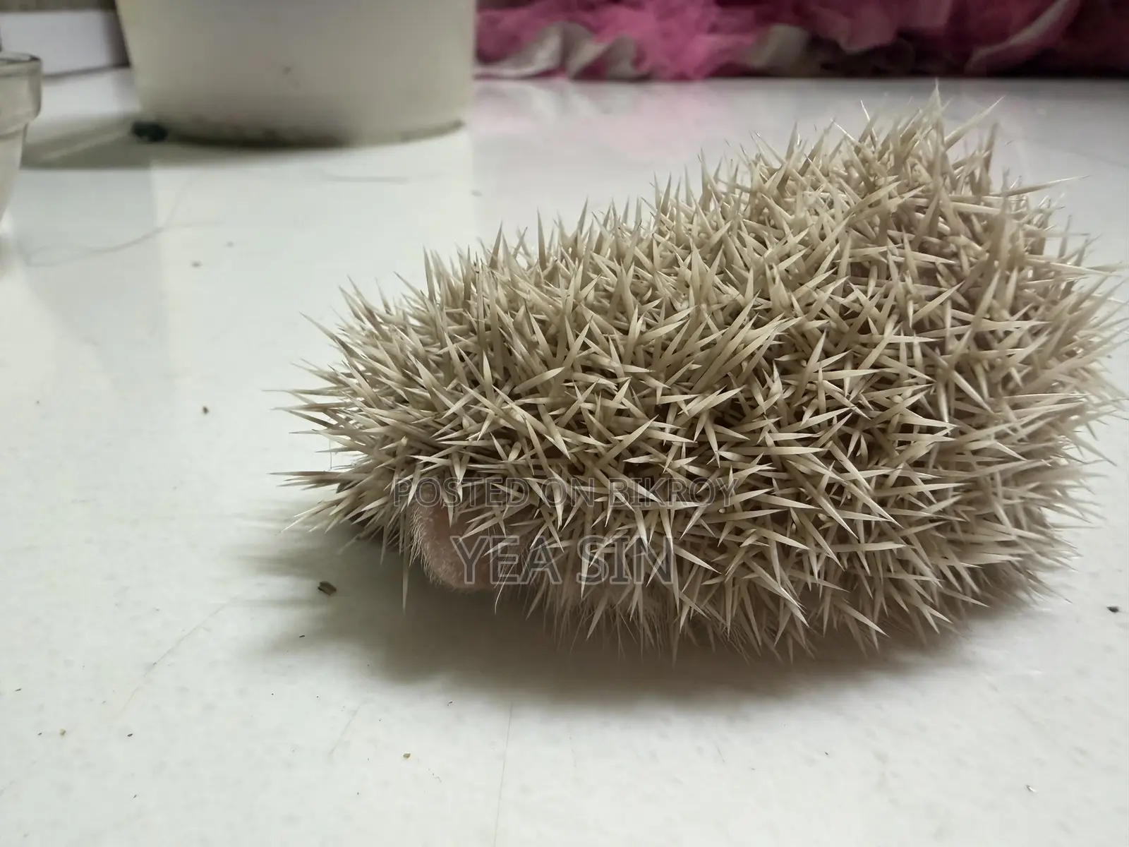 Hedgehog at a Very Low Price