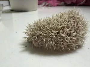 Hedgehog at a Very Low Price