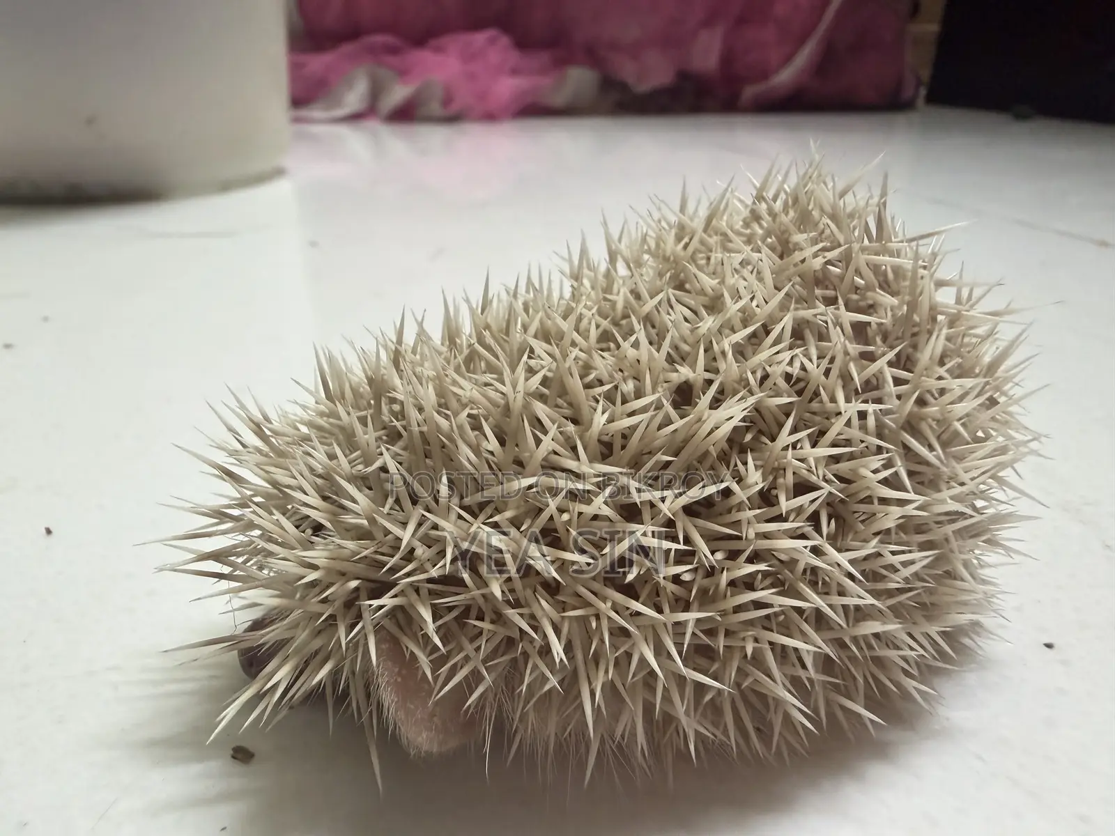 Hedgehog at a Very Low Price