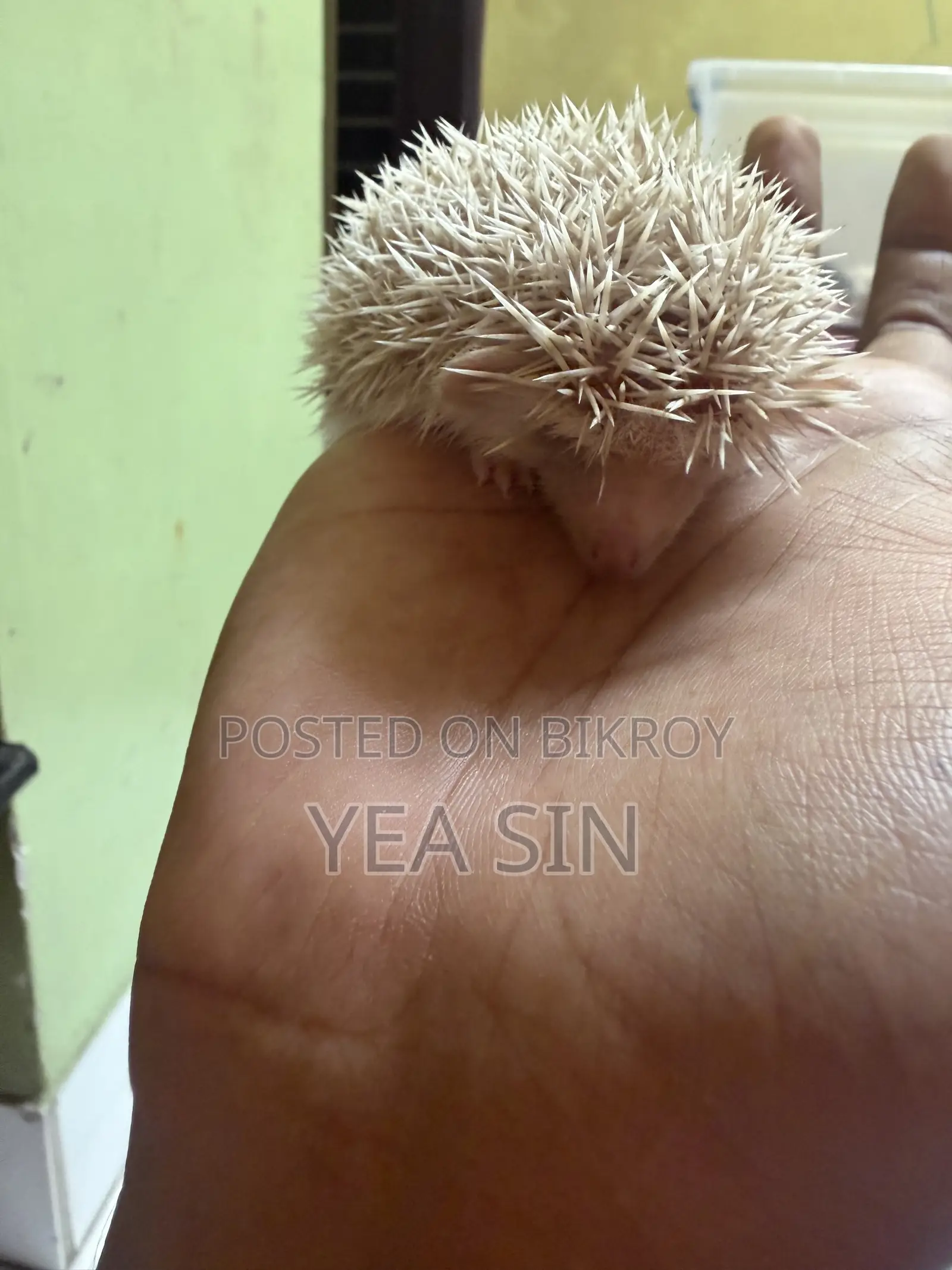 Hedgehog at a Very Low Price
