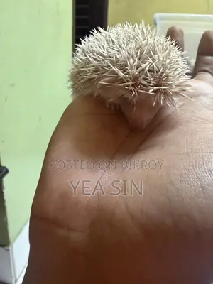 Hedgehog at a Very Low Price