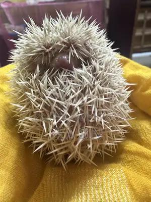 Hedgehog at a Very Low Price