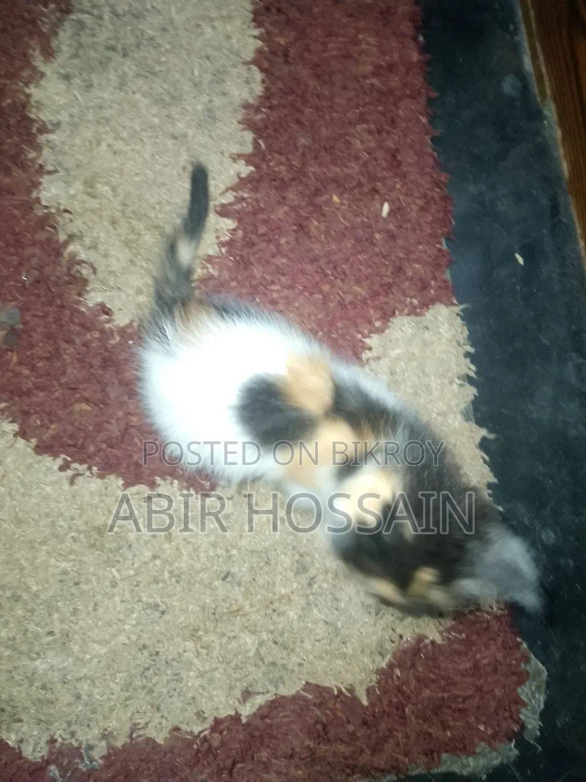 1-3 months Male Mixed Breed Bengal