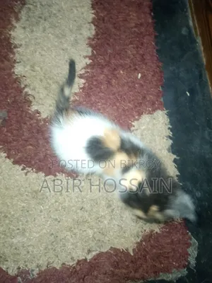 1-3 months Male Mixed Breed Bengal