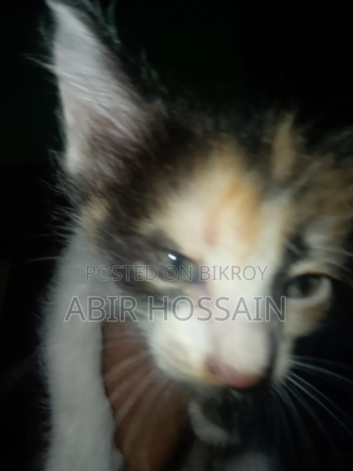 1-3 months Male Mixed Breed Bengal