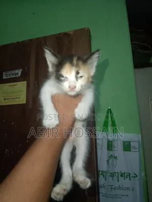 1-3 months Male Mixed Breed Bengal