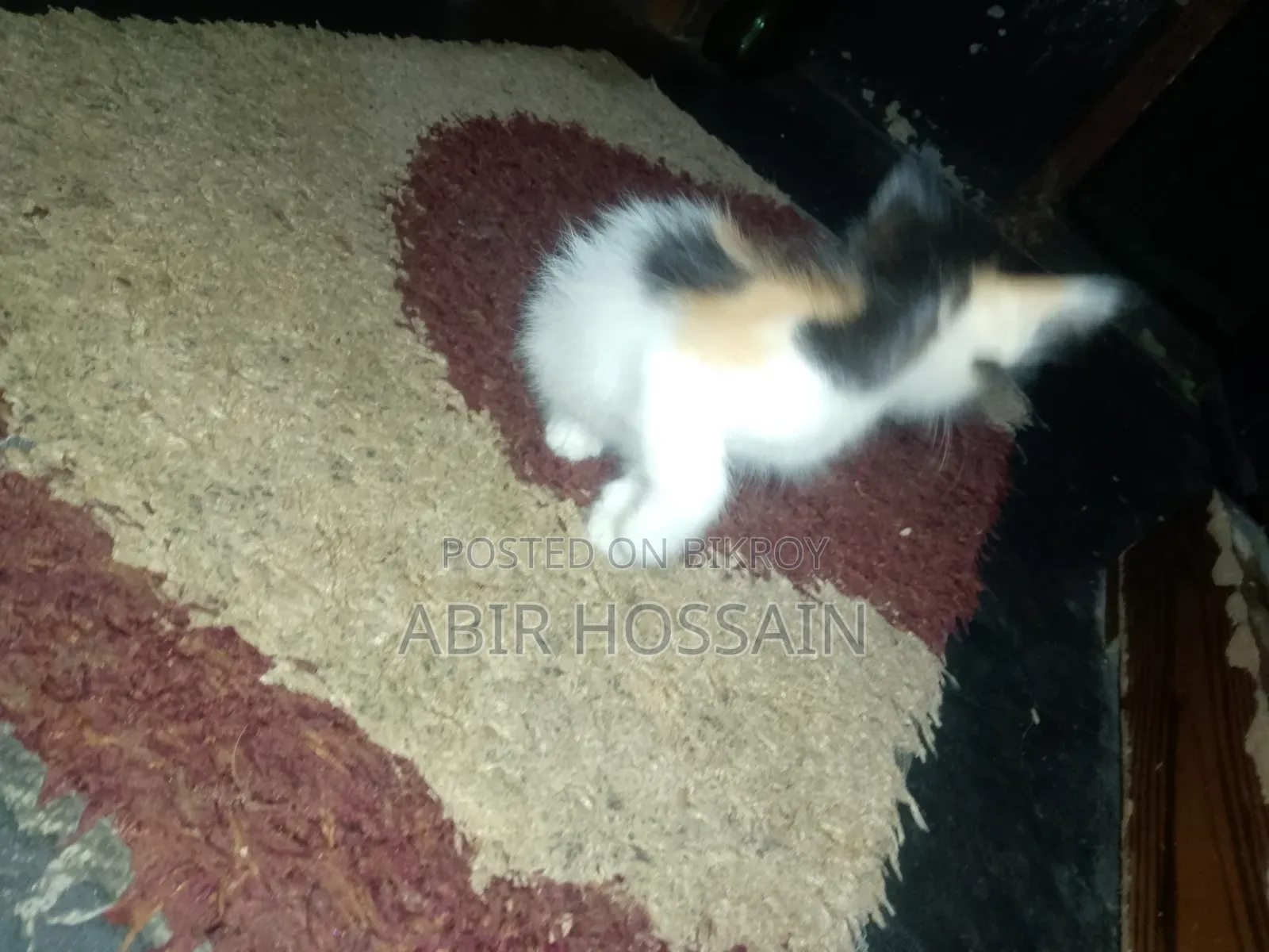 1-3 months Male Mixed Breed Bengal